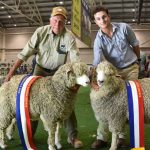 Schools meat sheep competition dominated by Macarthur Anglican School