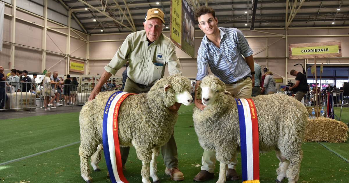 Corriedale lambs take the grand ribbons