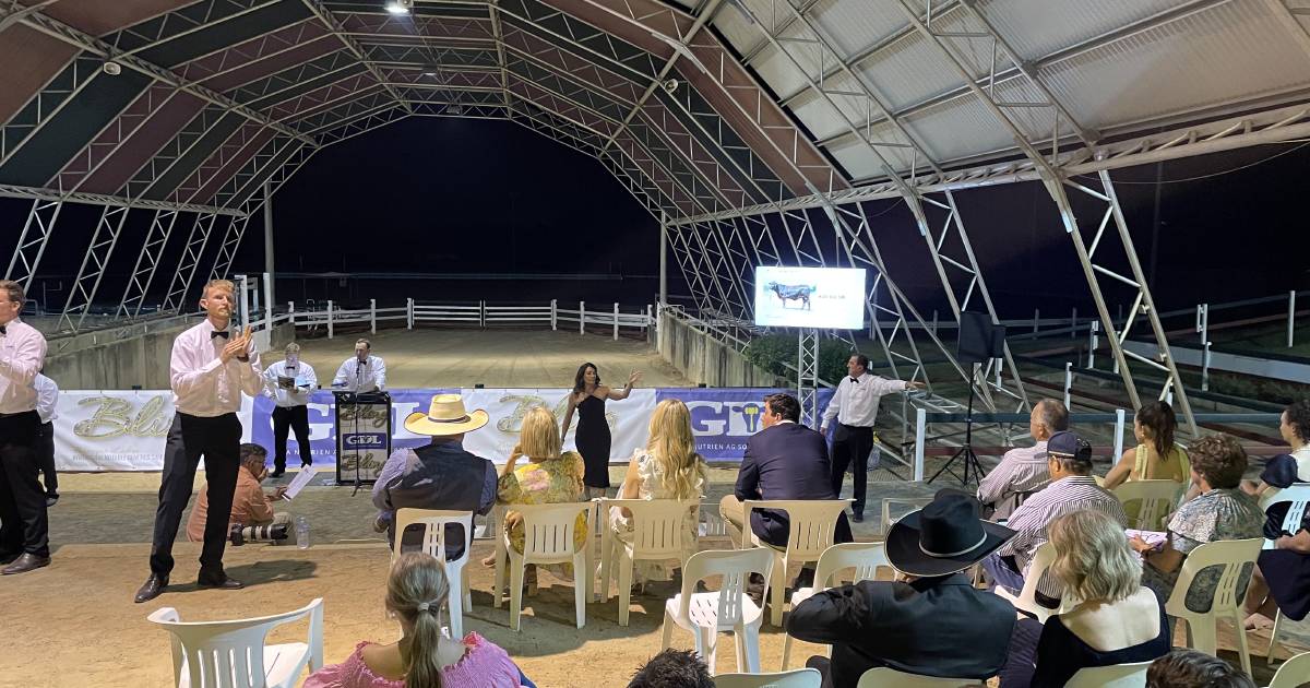 Dingo stud put the B in Brangus, topping inaugural BLING female sale