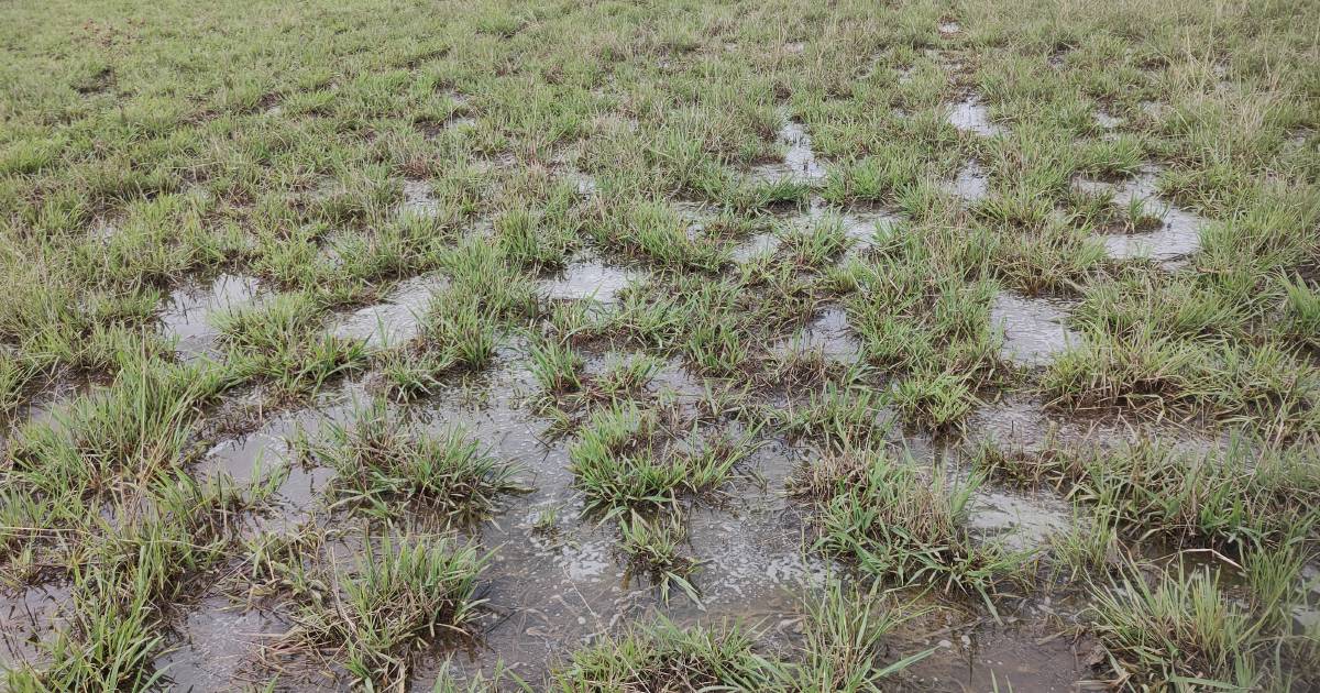 Importance of grazing management post waterlogging