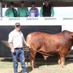 Dubbo sale 13 April 2023: Prime vealers to 430c/kg