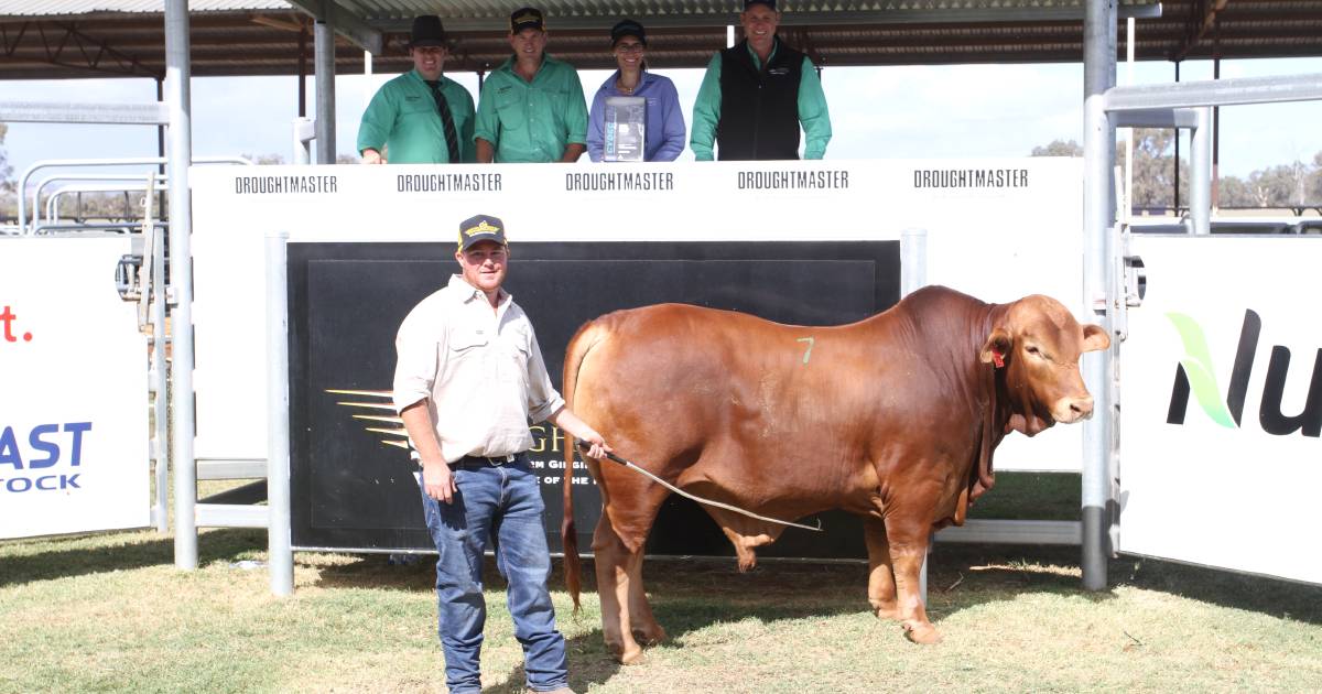 Munda Reds Droughtmasters sale tops at $42,500 | Queensland Country Life