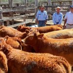 Simmental Cross steers get the win for Charleville graziers at Dalby weaner and feeder sale