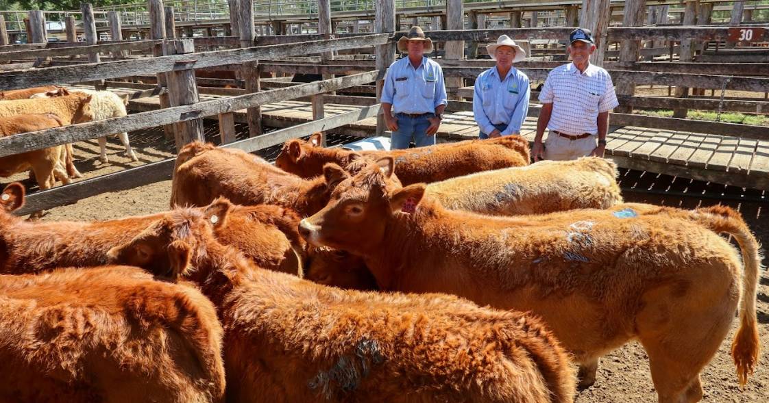 Coolabunia Weaner Show and Sale champion tops at $1685 | Queensland Country Life