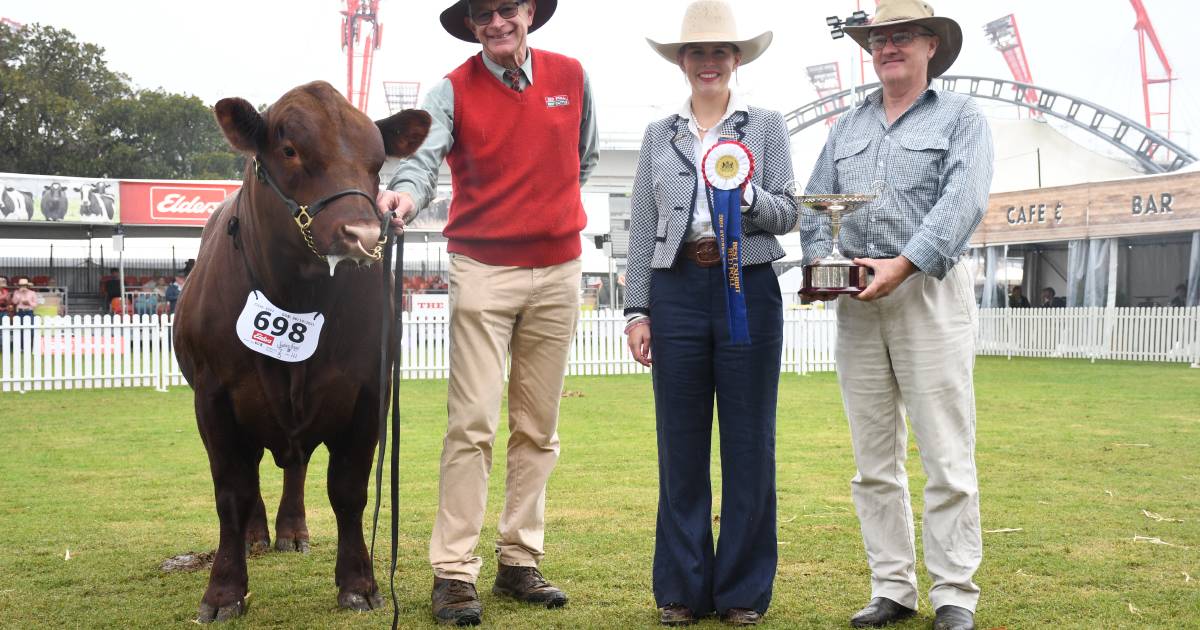 Red Cactus claims Red Poll breed judging