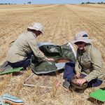 World record claim for Sydney Royal Speckle Park showing