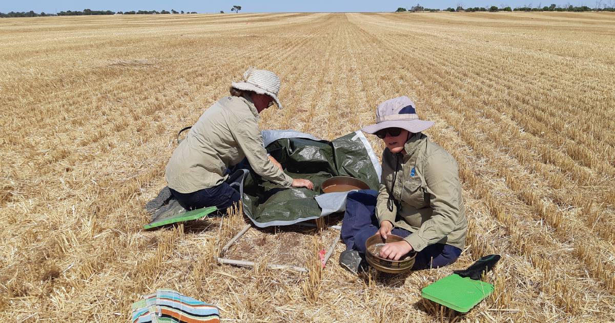 Grain growers urged to be on mouse alert | Queensland Country Life