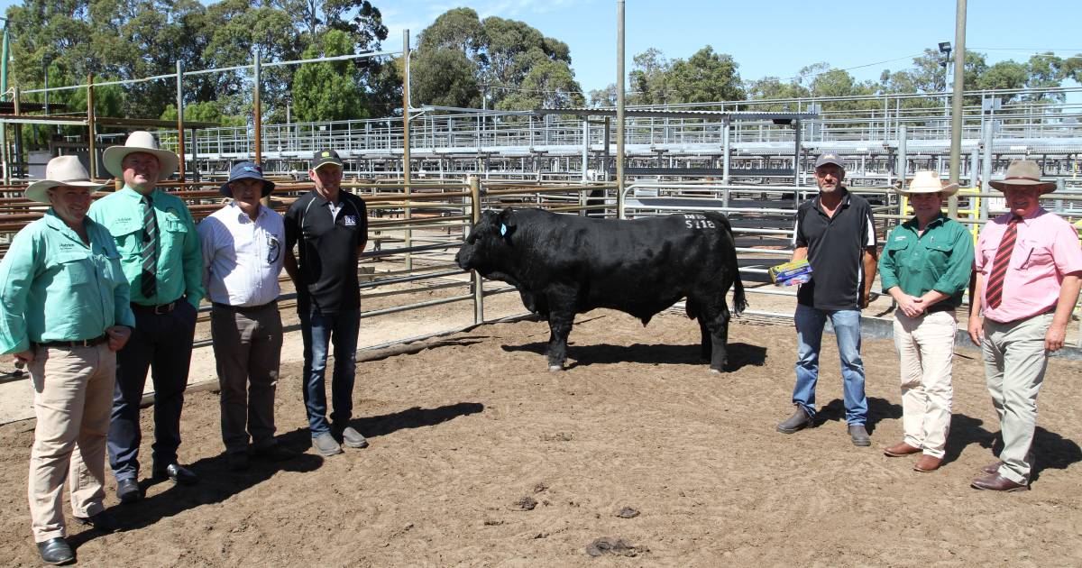 Bullock Hills Simmental sale tops $19,000 at Boyanup | Farm Weekly