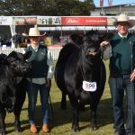 Conrayn Merinos claim first Stonehaven Cup with top wools