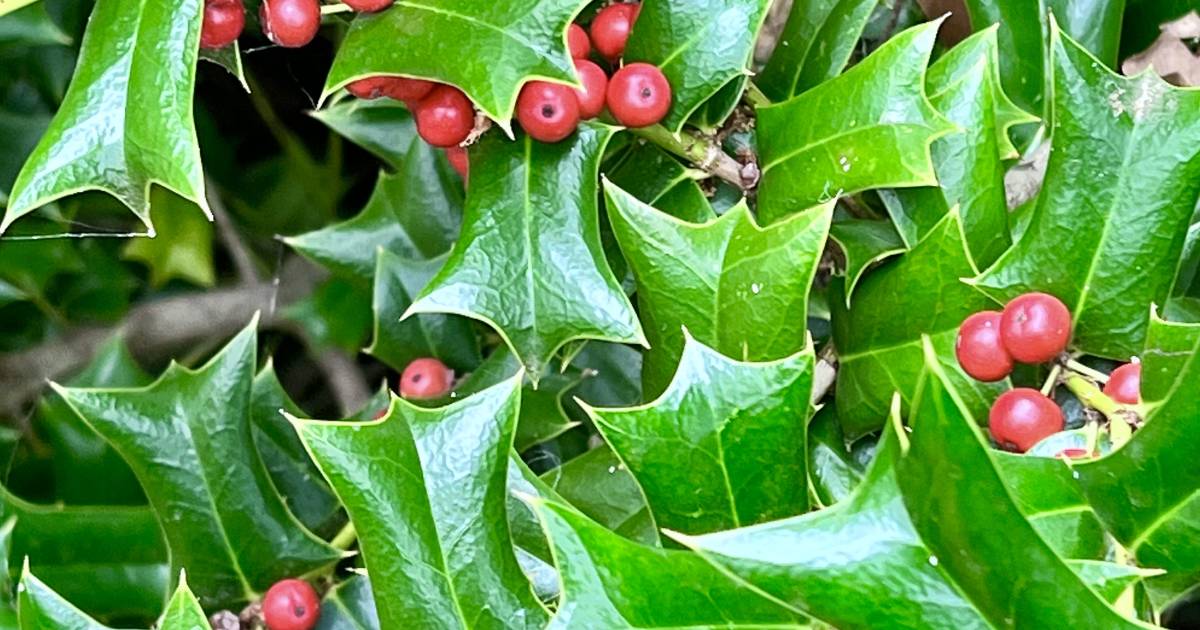 Enjoying the holly days | In FIona's Garden