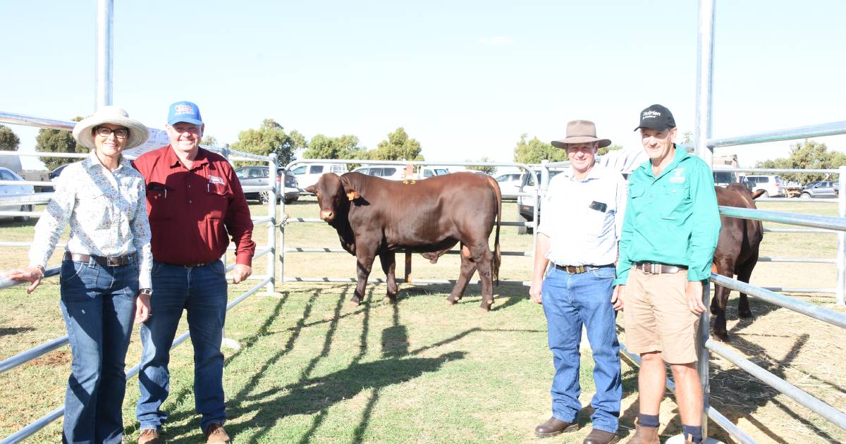 Wendalla's top bull heading to Nobby