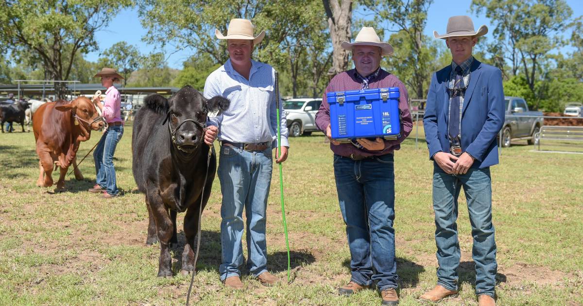 Limousin heifer tops 120-head showing at Gayndah