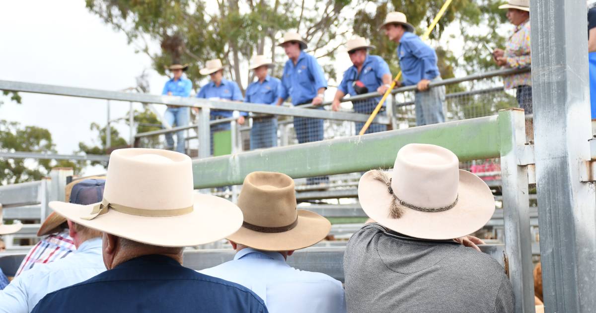 Trade steers average 350c/kg at Murgon