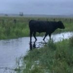 Julie McDonald on methane busting lick block trial