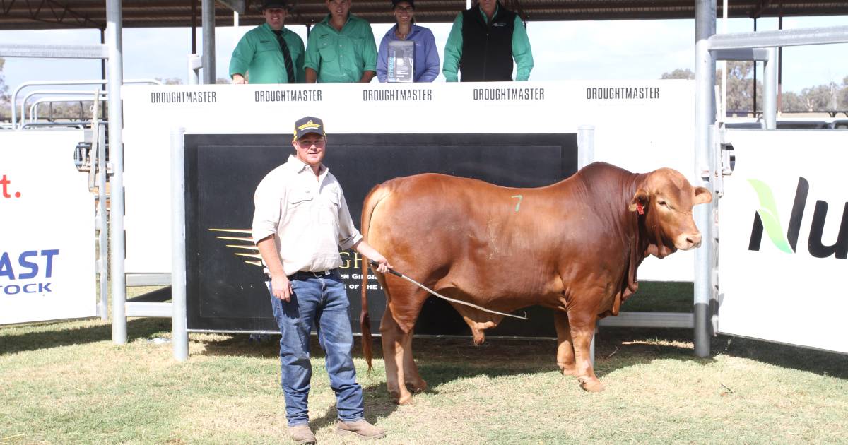 Munda Reds Droughtmasters top $42,500 at Gingin sale | Farm Weekly