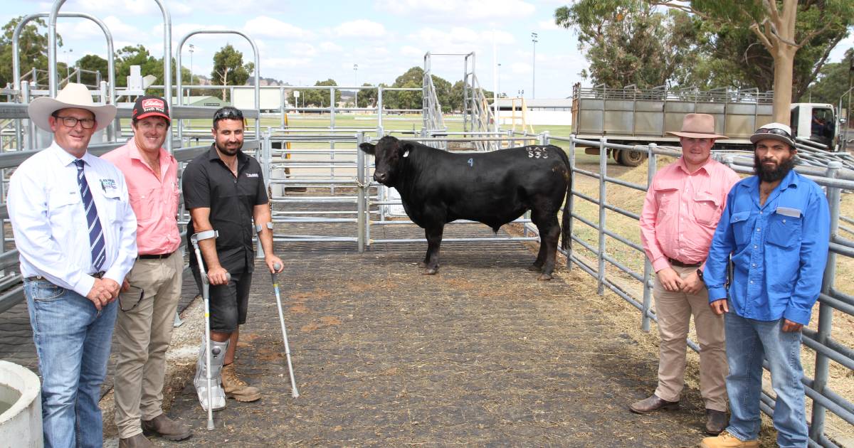 Limousin and Angus bulls shared $12,000 top-priced honours at Brunswick | Farm Weekly