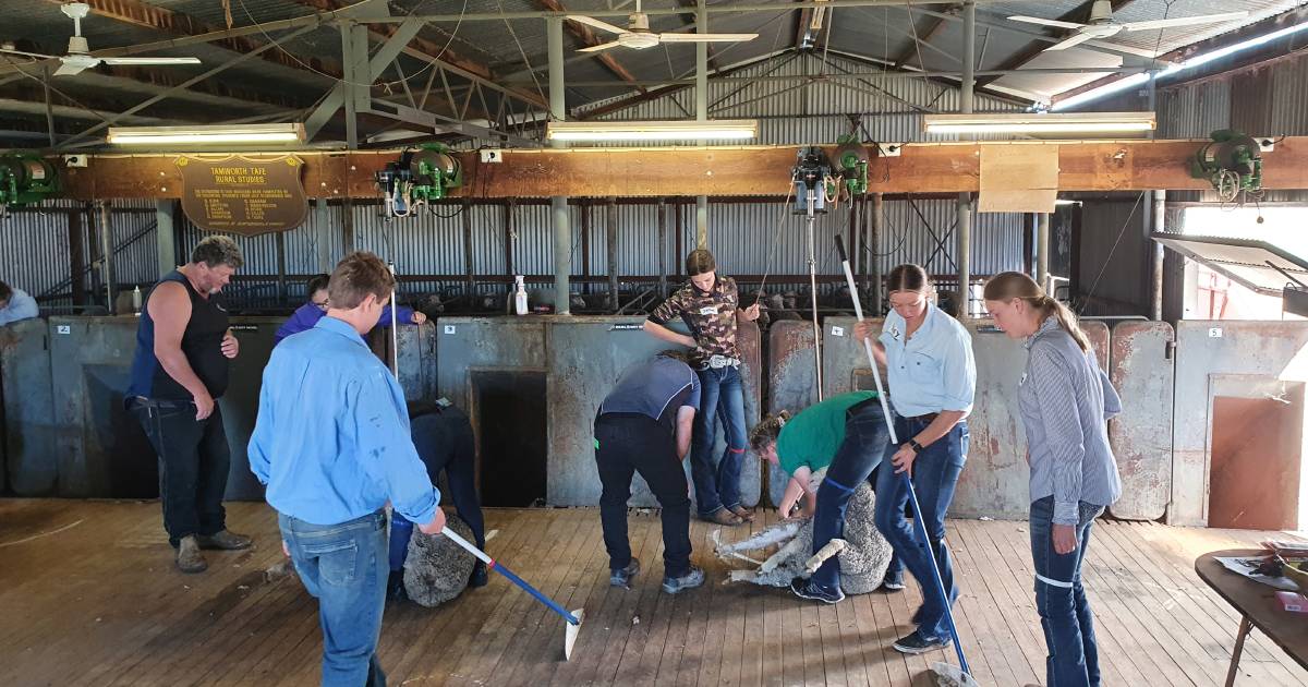 Students flocking to Tamworth district shearing school