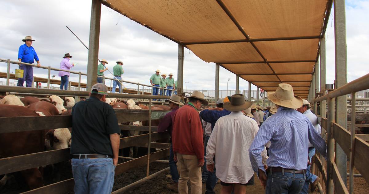 Weaner steers make 526c at Roma