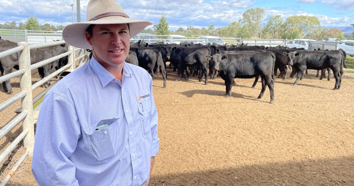 Scone weaner steers ave 4238cents a kilogram | The Land