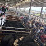 St Stanislaus College takes champion trade steer