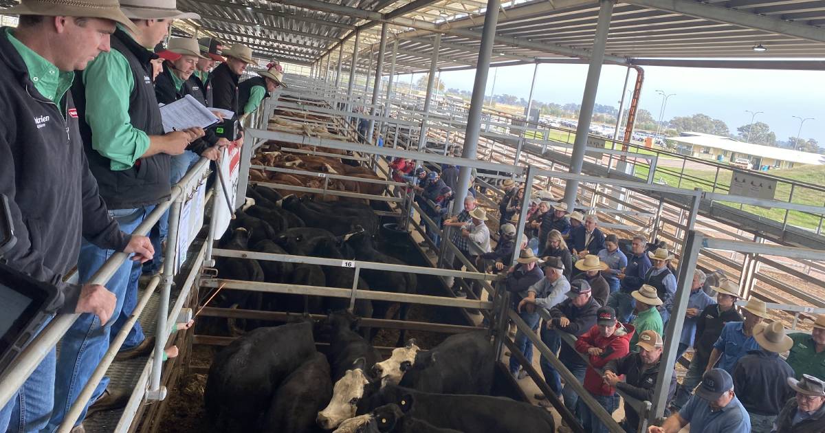 Weaner steers at NVLX sold to $1600 | The Land