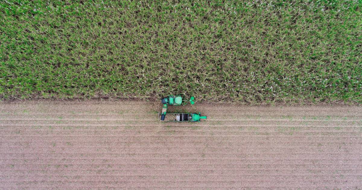 Cane farmers optimistic as sugar spikes at $804/tonne