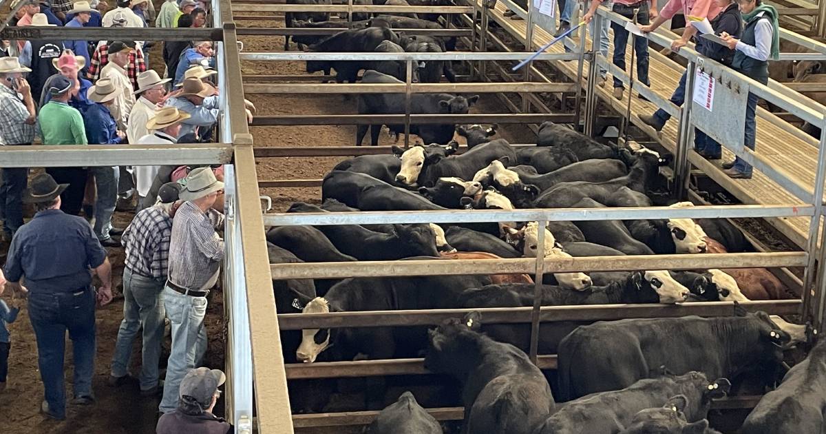 Solid competition for female cattle at Carcoar