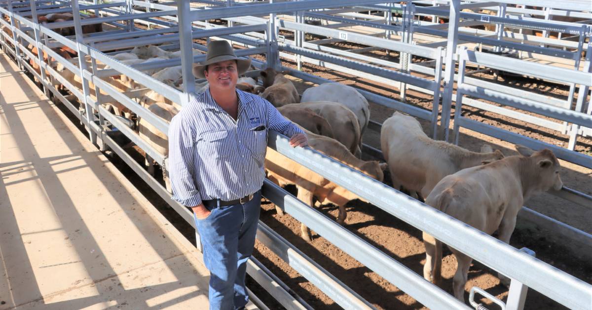 Steer prices up at Biggenden