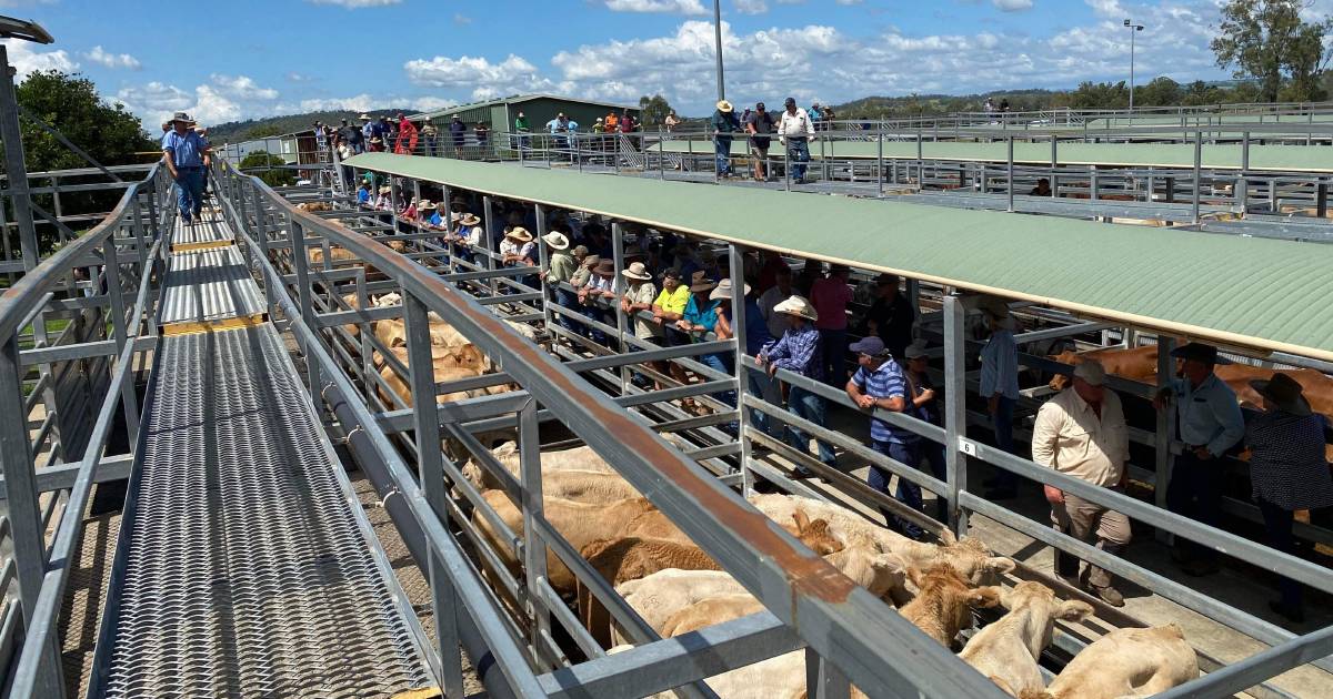 Restockers compete for store cows at Silverdale