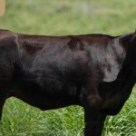 Young cattle a highlight at Dubbo sale