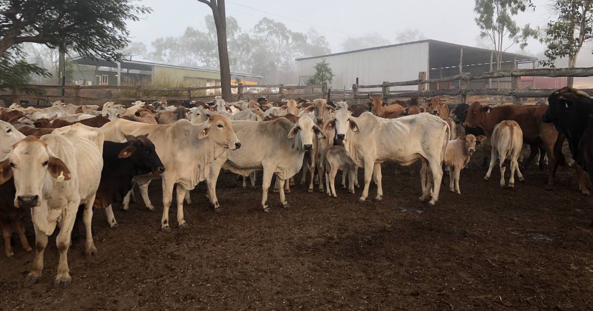 All in one grazing and quarrying operation