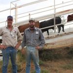 Western Australian heifer ahead of the pack at Elite Wagyu Sale