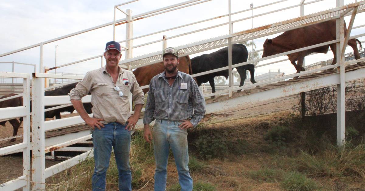 Cloncurry saleyards yards in full swing