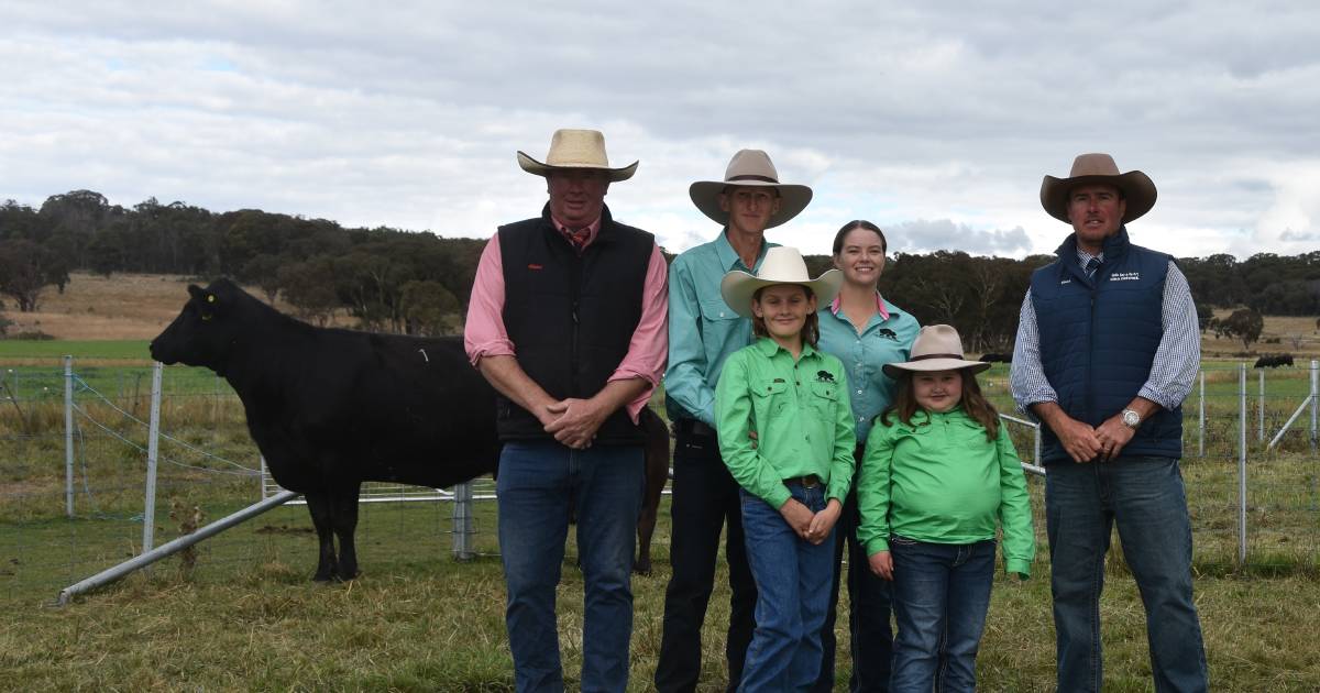 Fig Tree Park Angus host first female sale.