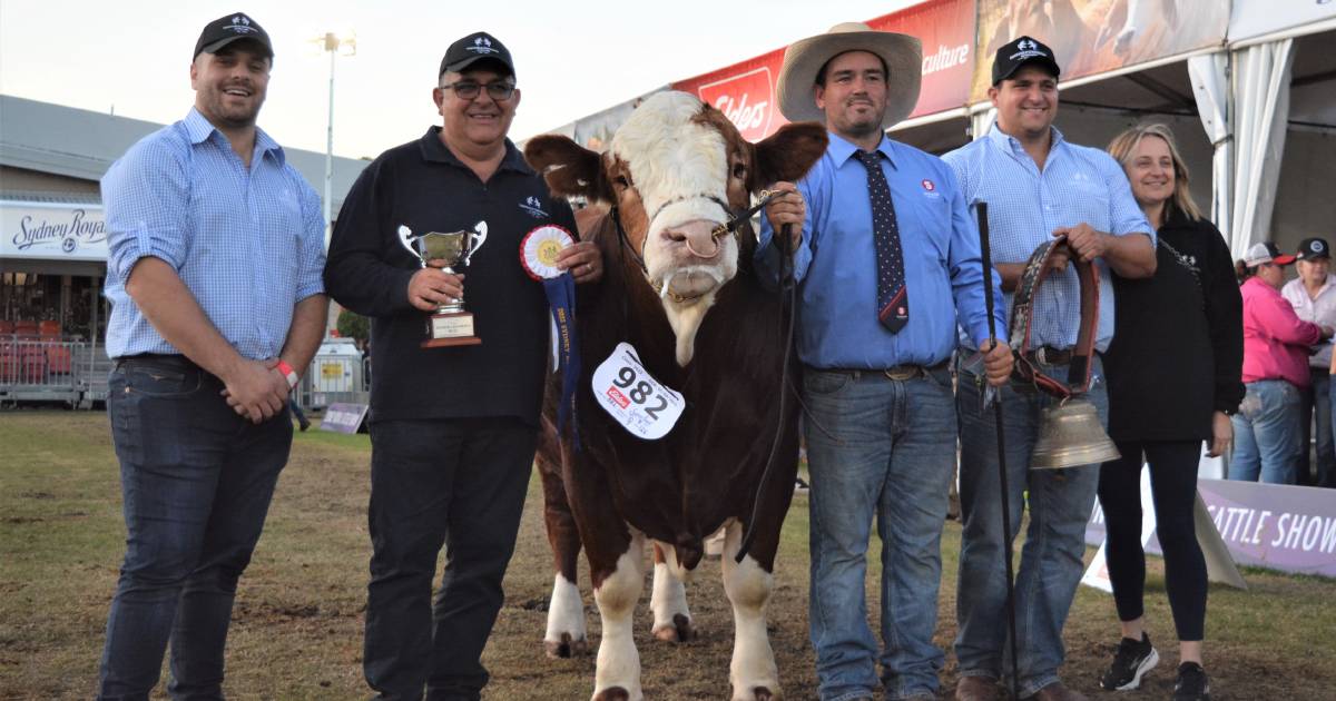 Hartfield Salvatore rises for Simmental win