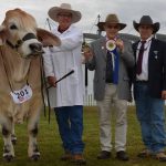 Clean sweep for Scots All Saints in open steer competition