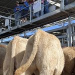 Celebrating all things cattle at Sydney Royal Easter Show | Photos