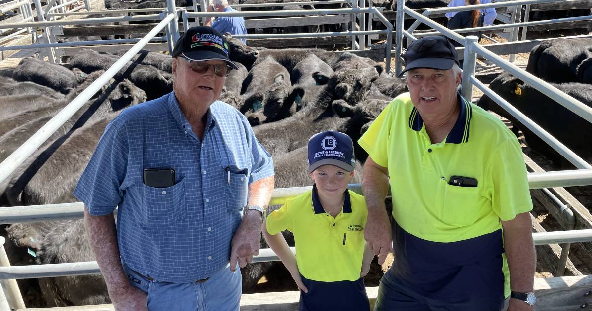 Maitland cow calf units to a sale top of $3300