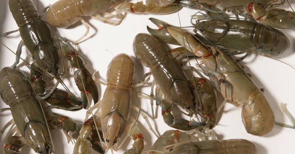 Opera house yabby nets banned in another state