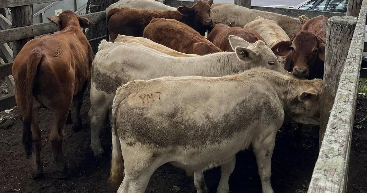 Weaner steers $1105 at Woodford