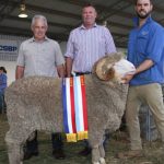 Average eases at Boyanup sale