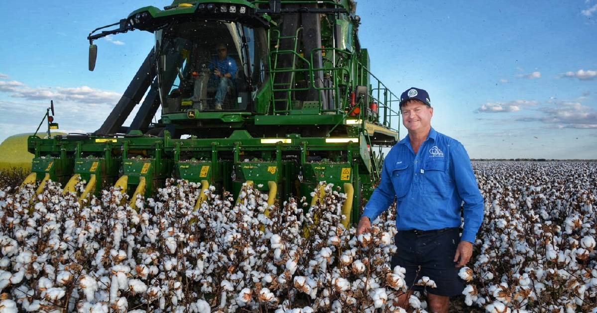 Record cotton harvest on the cards as south west's 'textbook' season prevails