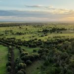 Brahman cross met with strong competition at Gracemere