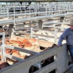 Five sustainable meat options now available to WA Coles customers | The Land