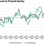 Heavy cattle dominate Gracemere sale