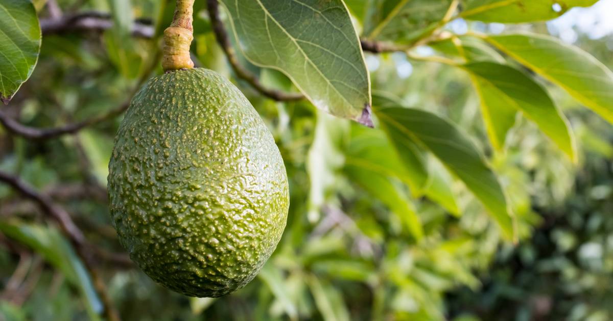 The price of avo: costs rise as season ends