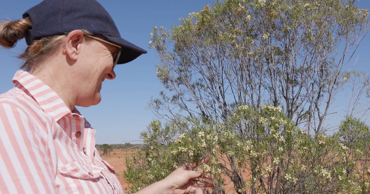 Bringing back the landscape at White Cliffs