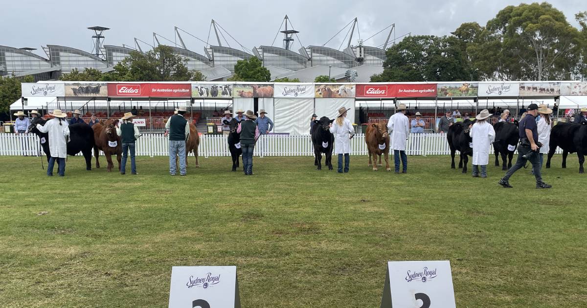 Meaty Limousin takes grand champion carcase