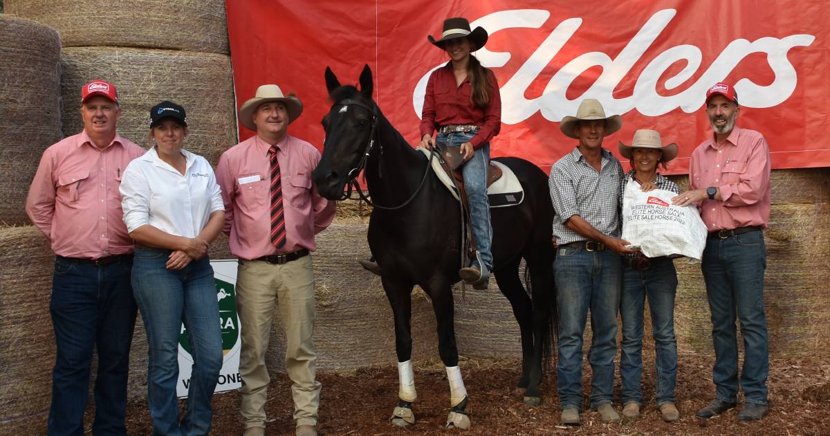 Elders’ WA Elite Horse Sale tops $47,500 with Townes Performance Horses’ mare | Farm Weekly