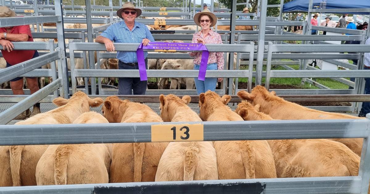 Weaner steers hit $1610 at Beaudesert | Queensland Country Life